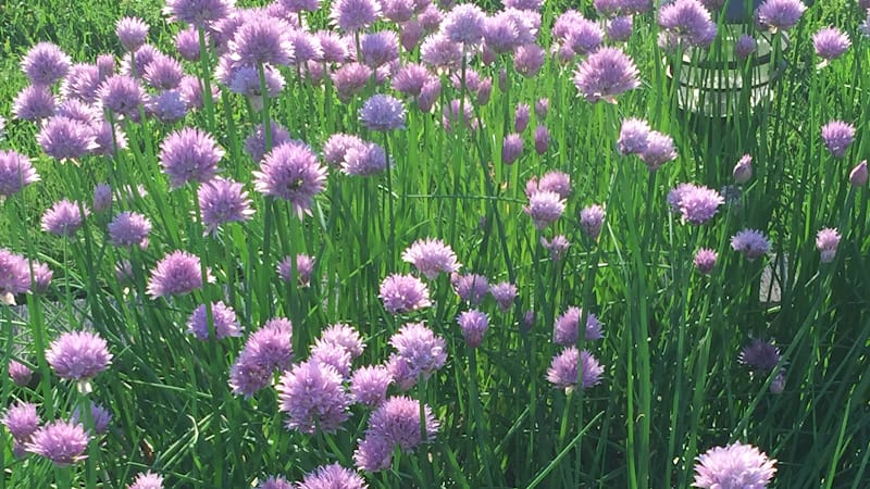 Mary’s Custom Sewing