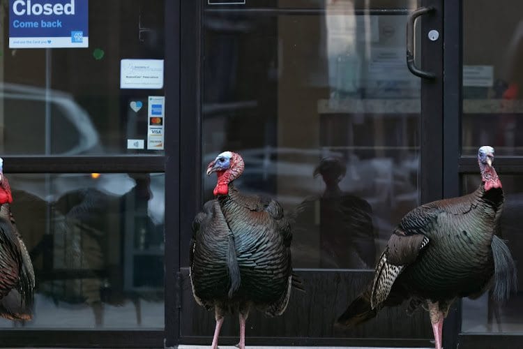 Owl Cleaners – Ross Babcock